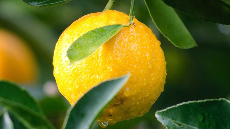 生物科技肥料大棚蔬菜用法